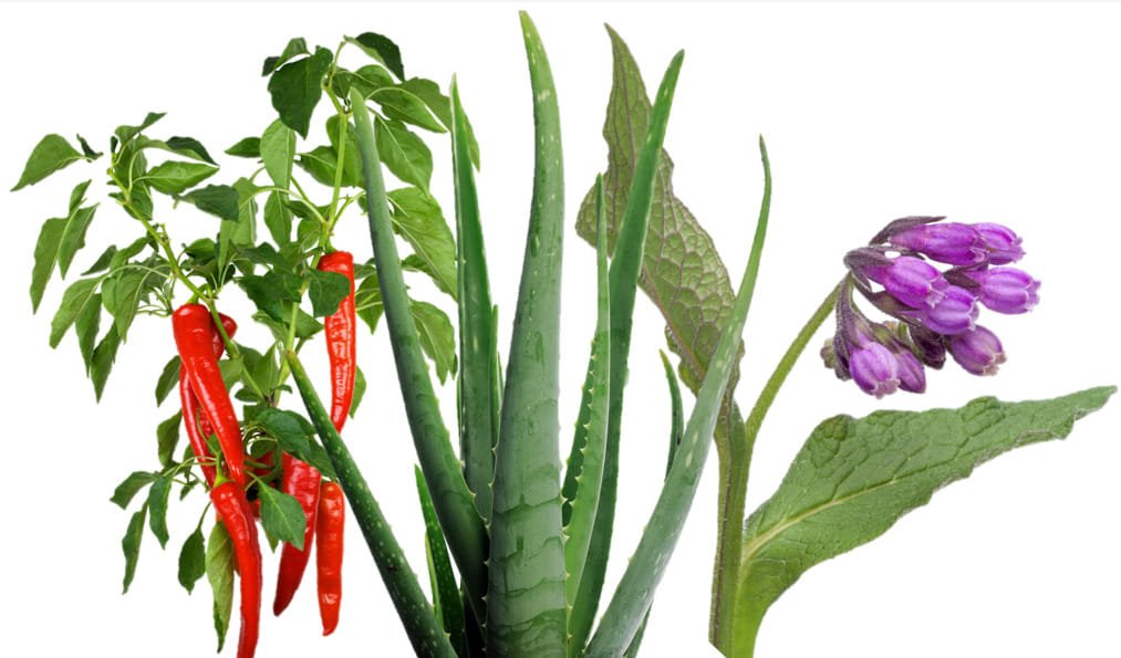Chile, Sábila y Consuelda