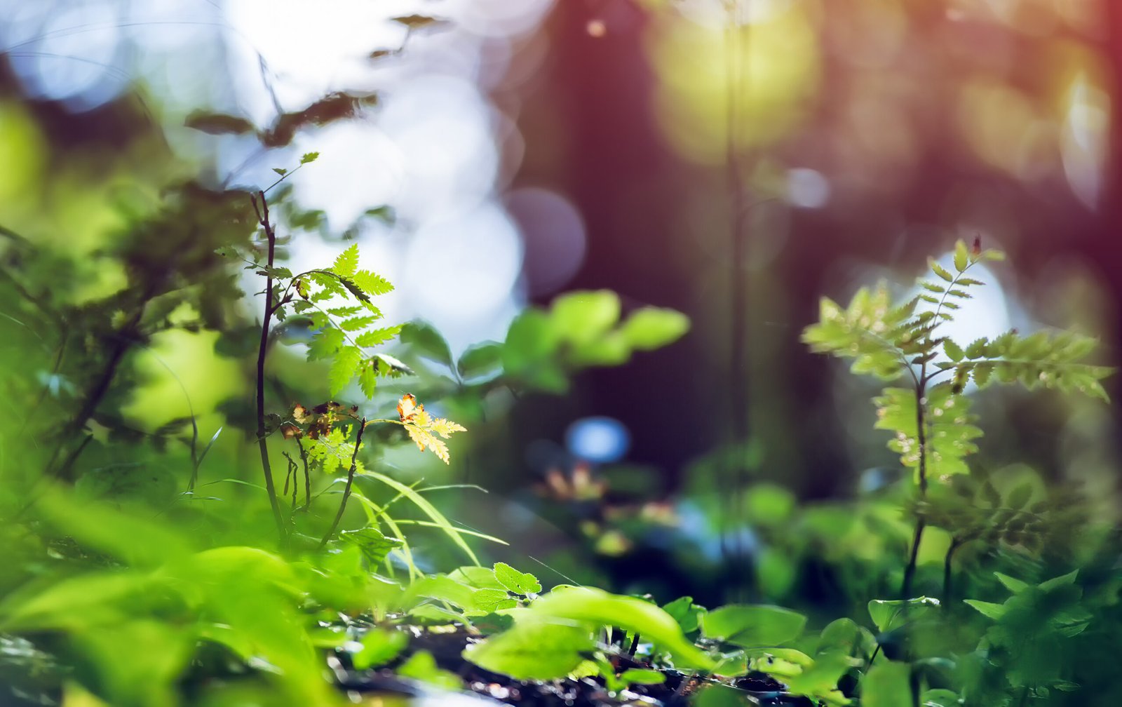 Escuchar la Naturaleza con el corazón…