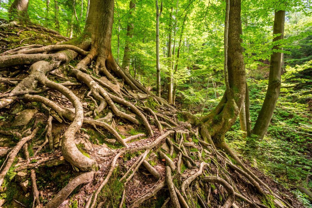 www (Wood Wide Web)