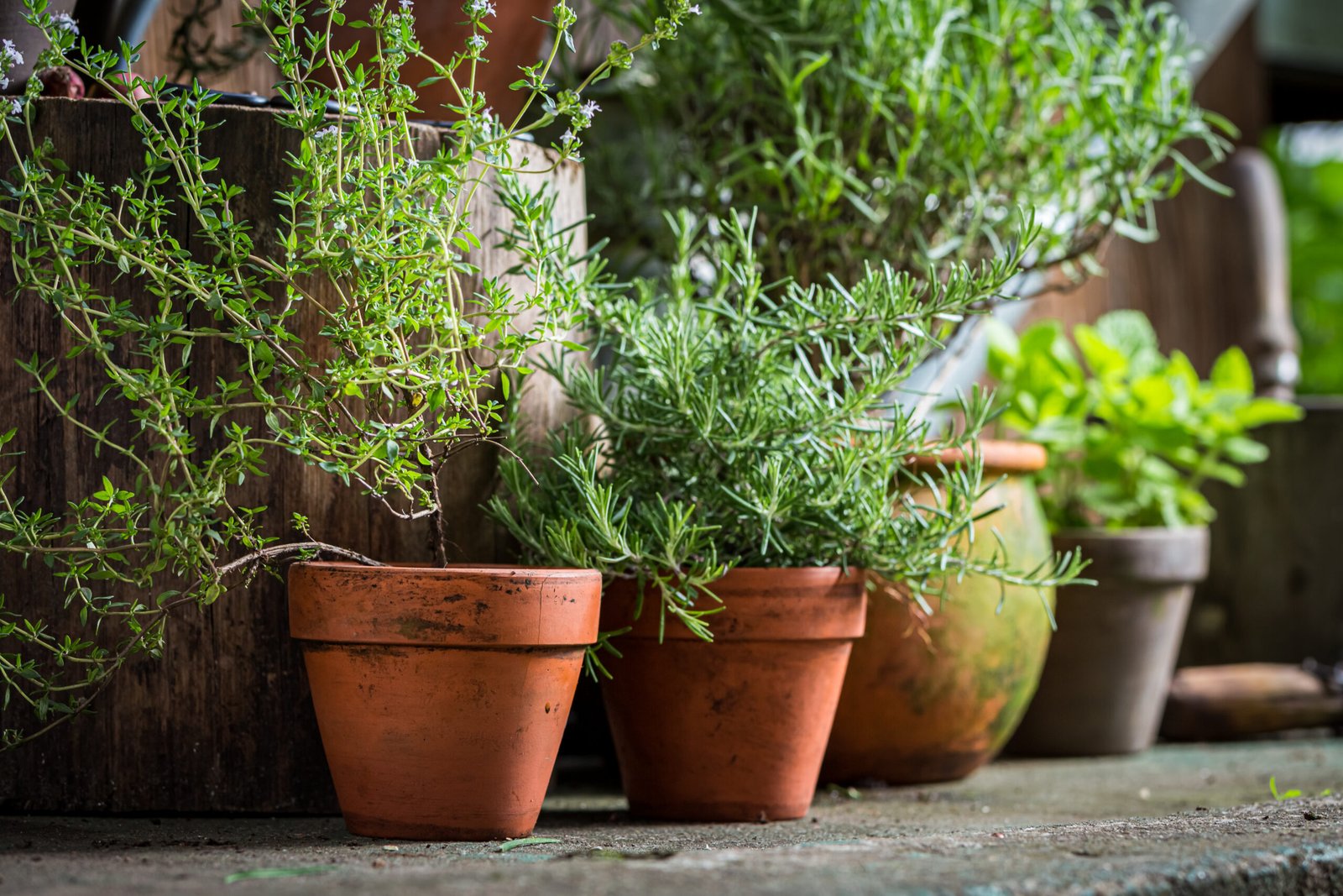Yo NO USO plantas medicinales cuando tengo algún padecimiento, ¿sabes por qué?
