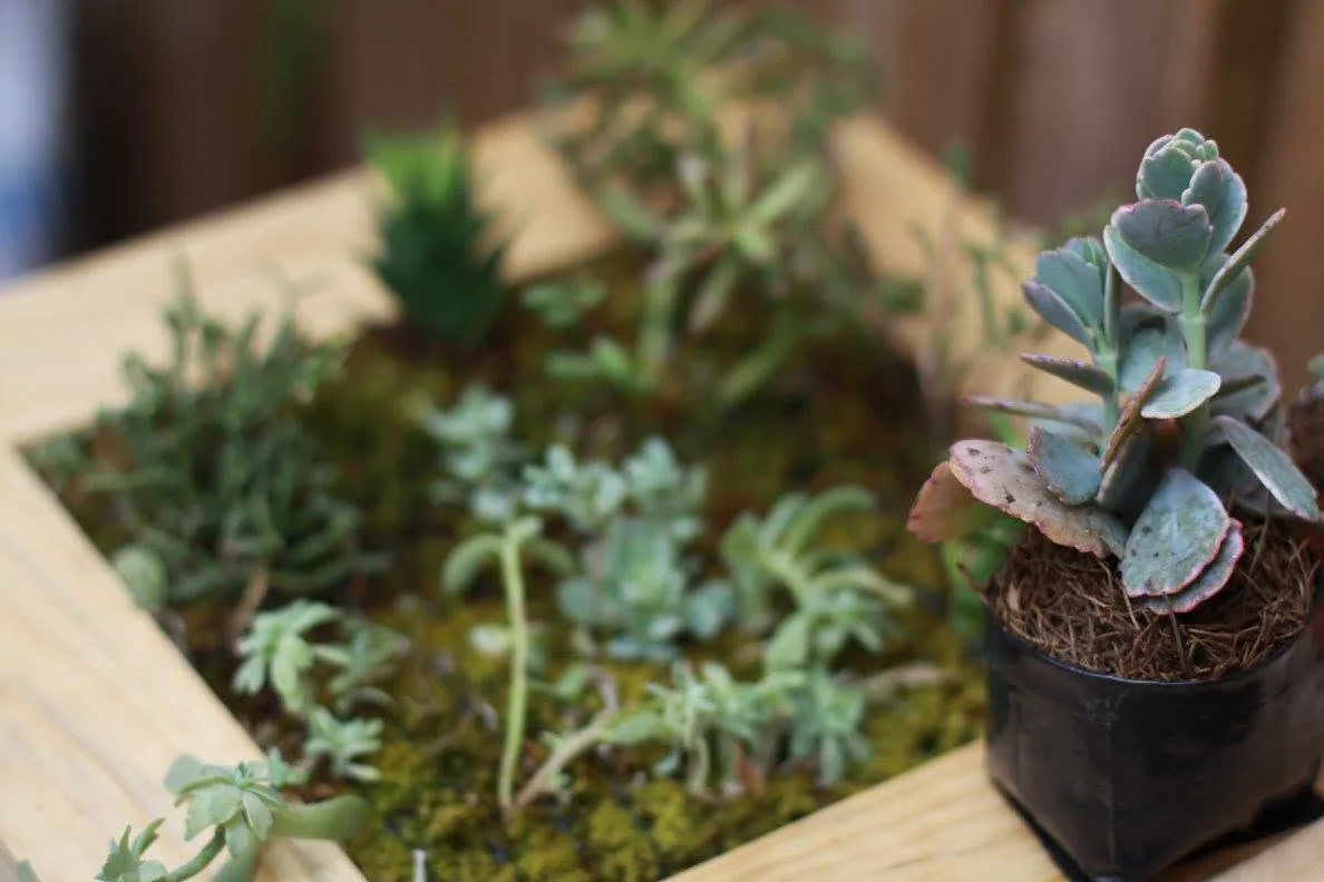 A living picture composed of succulent plants in a wooden frame