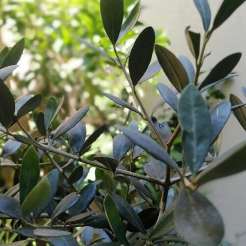 ¿A dónde nos va a llevar esta “locura”?