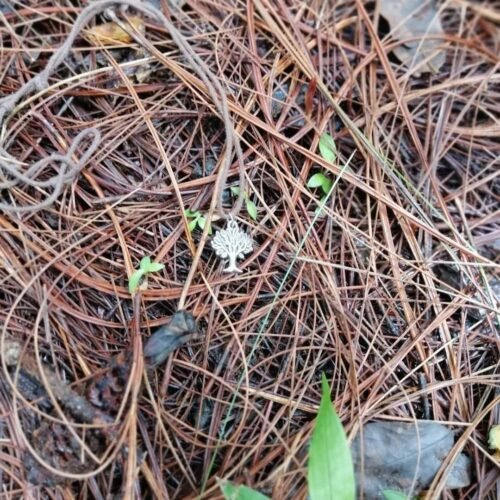 Colaborando con el bosque